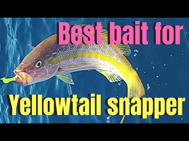 Best bait for yellowtail snapper