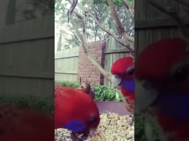 Crimson Rosella, ozbirds