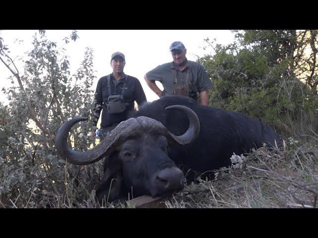 Cape Buffalo hunt with Nick Bowker