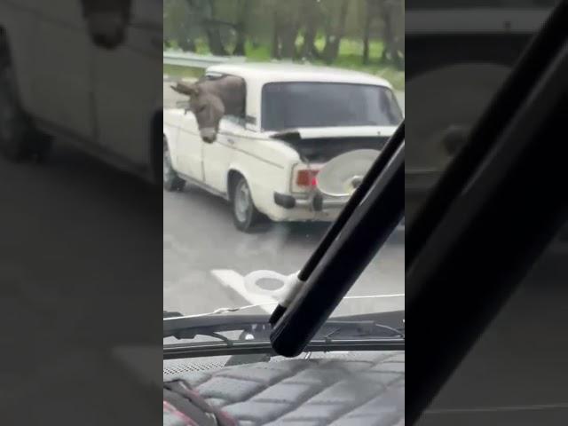 Кабардино-Балкария: ослик едет на приём к ветеринару