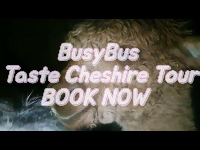 BusyBus Taste Cheshire Tour. Meeting the Alpacas at Chester Fields Country Restaurant.