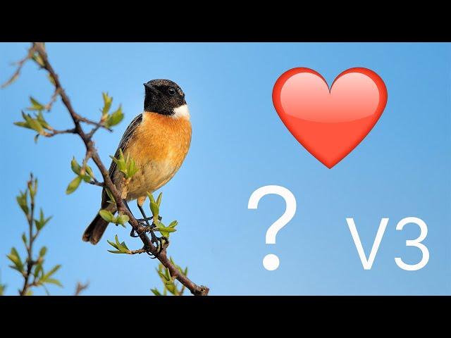 Quiz Oiseaux Volume 3  avec mésanges, pipit,martin-pêcheur...