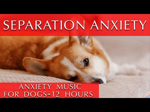 12 Hours of Deep Separation Anxiety Music for Dogs [They will thank you!]