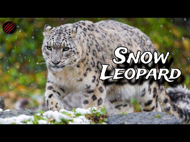Is a Snow Leopard the Perfect Predator? The "Mountain Ghost"