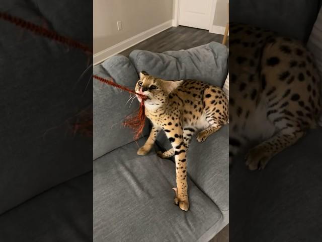 Serval Moving Couch #serval #cat #servals #shorts