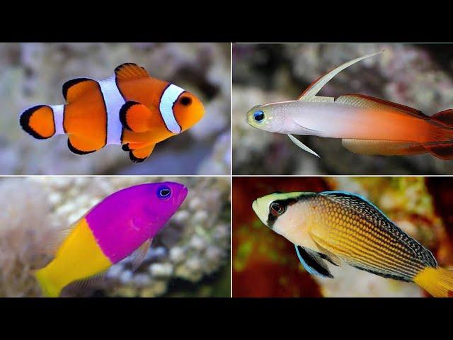 5 most beautiful saltwater aquarium fishes for beginners | Marine fishes | AnimalHolic