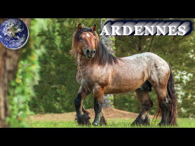 TOP Beautiful Ardennes Horse in the World!