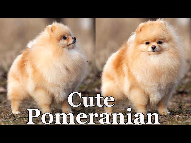 Cute Pomeranian dog 021 #cutepomeranian #pomeraniandogs #pomeranians