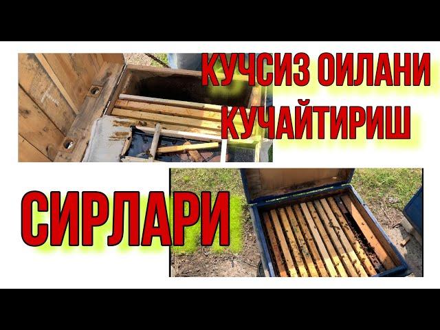 КУЧСИЗ АСАЛАРИ ОИЛАСИГА ЙОРДАМ БЕРИБ КУЧАЙТИРИШ.АСАЛАРИЧИЛИК.АСАЛАРИЧИЛИКНИ УРГАНИШ.АСАЛАРИ СИРЛАРИ.