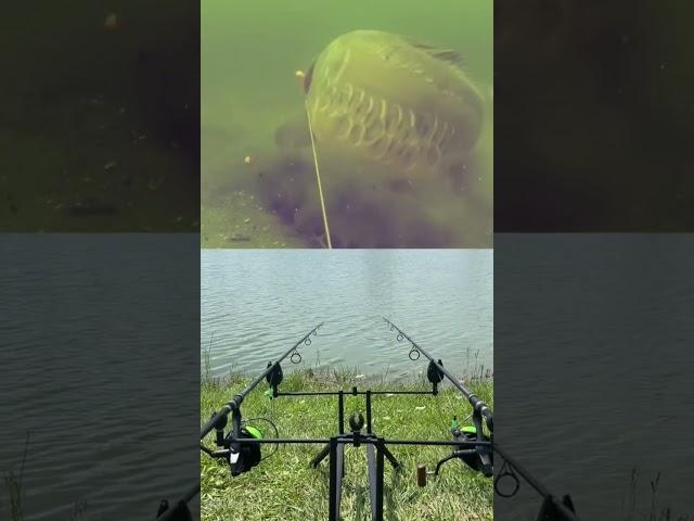  #duet #fishing #viralvideo #carpfishing #carp #memes #shortvideo #bait #shorts