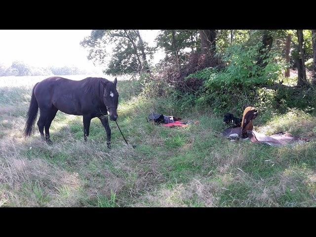 Kanaltrailer - wandern mit Pferd und Hund