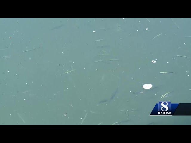 Anchovy invasion spurs sea life feast, raises concerns of Santa Cruz die-off