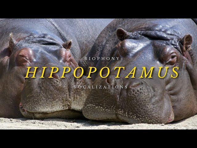 Sound of Hippos | sounds of Africa