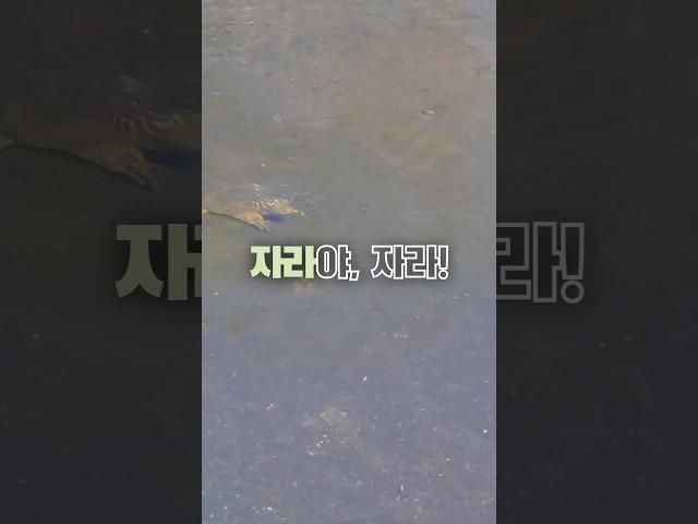 A Softshell Turtle going for a walk│자라야, 자라 
