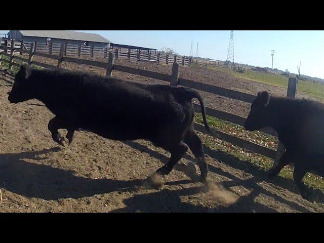 The First Step to Finishing Grass Fed Beef!  Separating the Steers and Pushing Feed