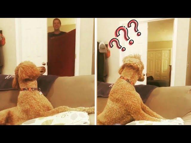 What The Fluff Challenge compilation! - Cute Dogs And Cats Doing Funny Things 2018