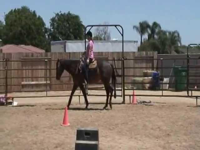 Julie Rotter Horse
