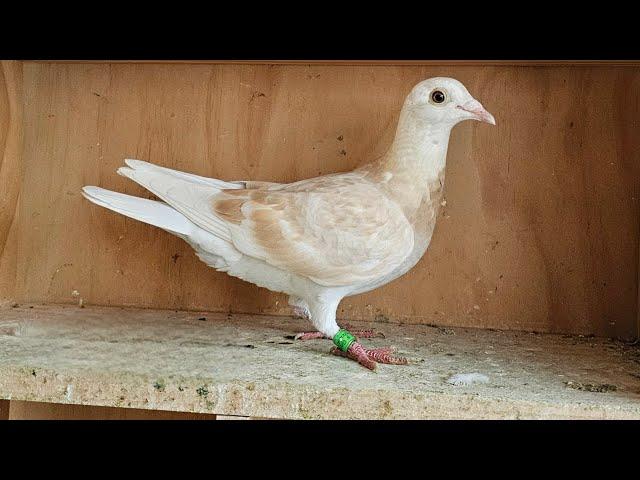 2024 Rare Coloured Racing Pigeons - Adam Archer Pigeons