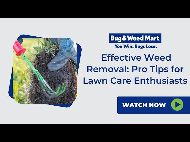 Effective Weed Removal: Pro Tips for Lawn Care Enthusiasts