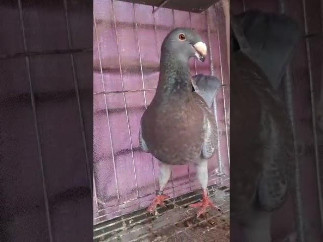 Red checker beauty homer pigeon in Bangladesh || Red checkered pigeon price in bd ||