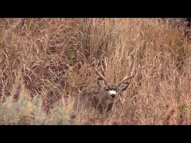 Bucks of Alberta: Fatal Impact Outdoors