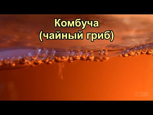 Интересные факты о чайном грибе. Комбуча. Выращиваем с нуля
