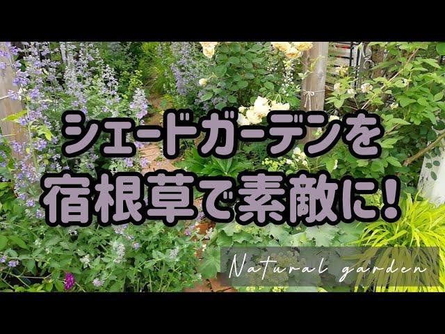 日陰の庭だから良く育つ！植えっぱなしでOKな宿根草【花とリーフで長く楽しめるシェードガーデン造り】