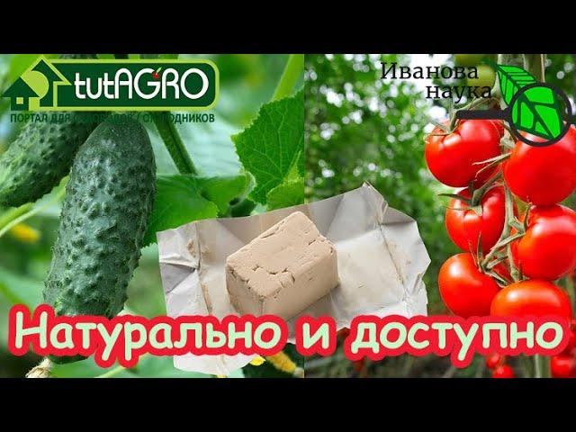 САМАЯ ДЕШЕВАЯ ПОДКОРМКА ДЛЯ ВАШИХ РАСТЕНИЙ! Рассада прёт как на дрожжах!