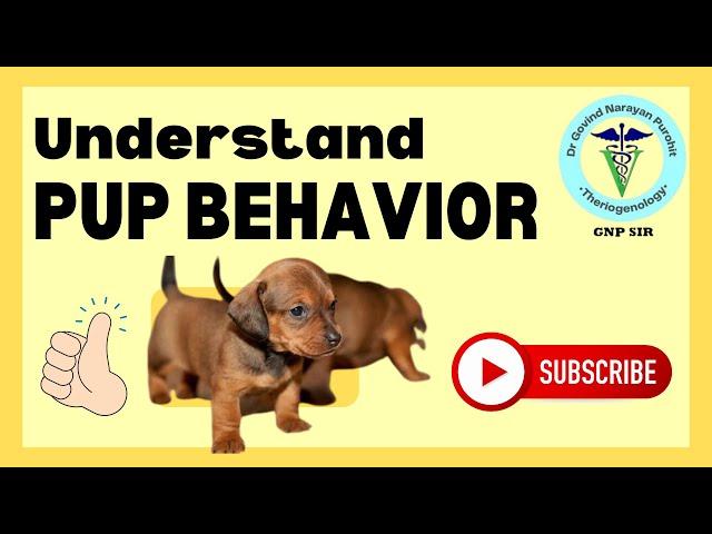 Unleashing Calm: Proven Techniques To Tame Your Puppy's Tantrums