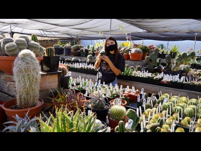 Rare Succulents & Cacti | Plant Shop Tour 2021