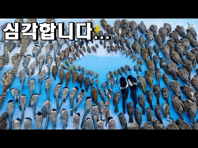 이게 하루만에 싹 다 죽었습니다...속상하고 참혹합니다..