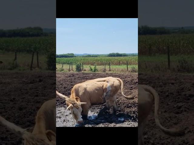 Dijana Matuzalem je kandidatkinja VPŽ za najuzorniju hrvatsku seosku ženu