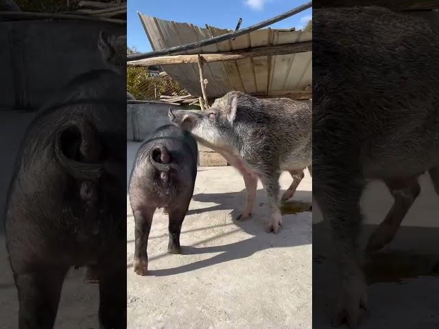 #shorts #pig #wildboar #minipig #piggy #pigs #piglife #minipigs #piglove #cutepig #piglet