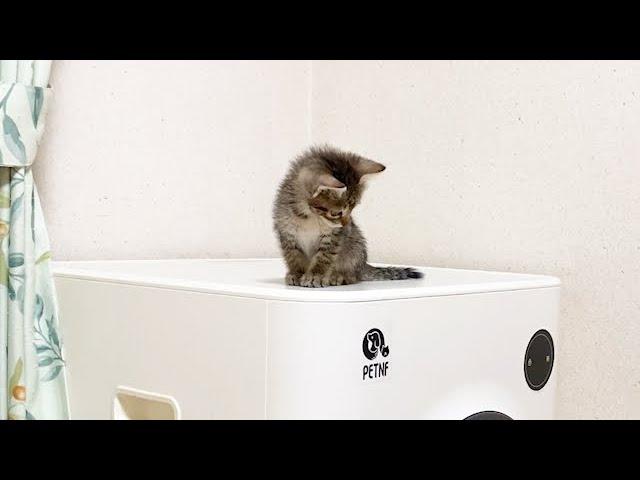 必死に登ったのに降りられなくなった子猫