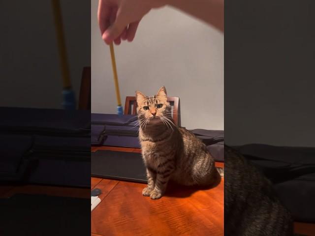 Smart Cat! #cats