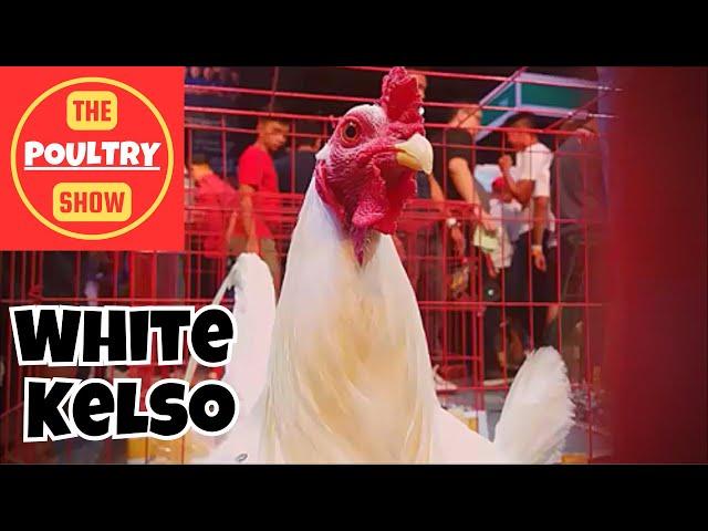 Poultry Show | Best of White Rooster | White Fowl