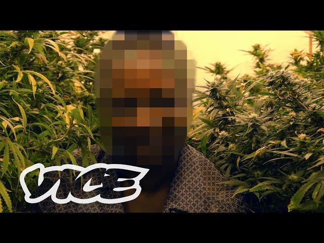 How Weed Laws Are Failing the UK | High Society