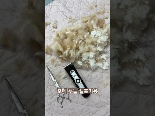 #강아니#강아지브이로그 #강아지셀프미용#강아지일상 #강아지쇼츠 #강아지미용#강아지 #강아지 #푸들#포메#셀프미용#펫미용 #펫