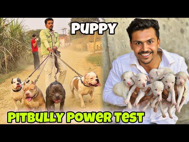 Dog Kennel Pe Pitbully Ki Power Test Kry New Puppy Milee