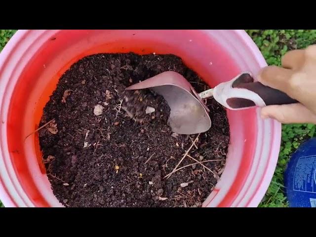 How to Grow Store Bought Potatoes