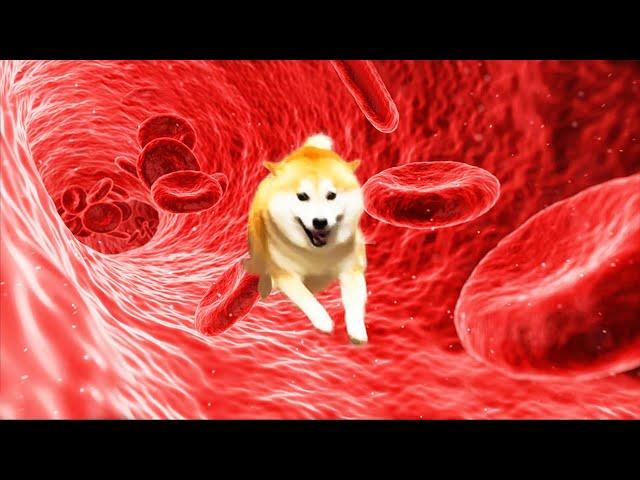 If Shibe is red blood cells, the inside of the blood vessels will look like this