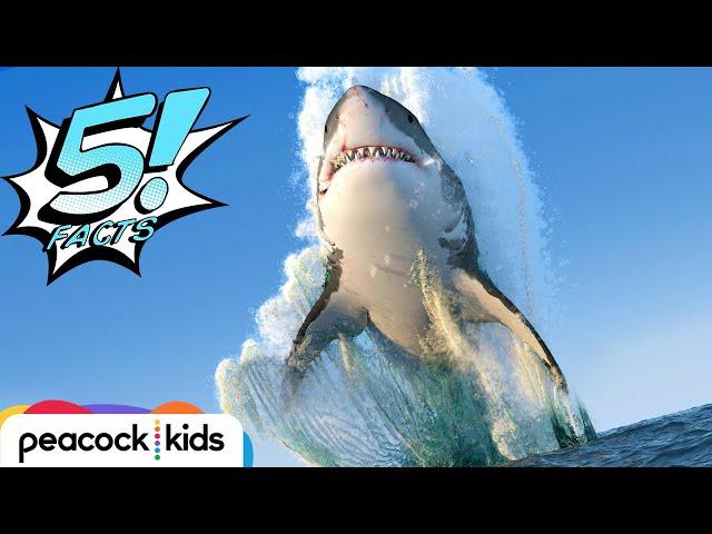 5 Facts about Sharks That Will Make Your JAWS Drop | 5 FACTS | Learn #withme