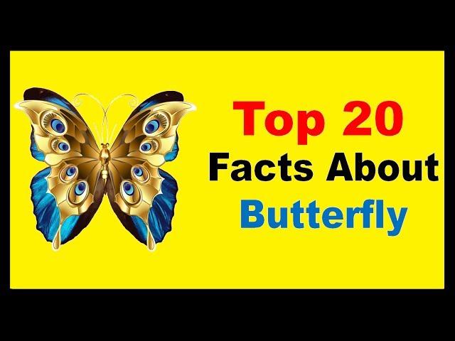 Butterfly - Facts