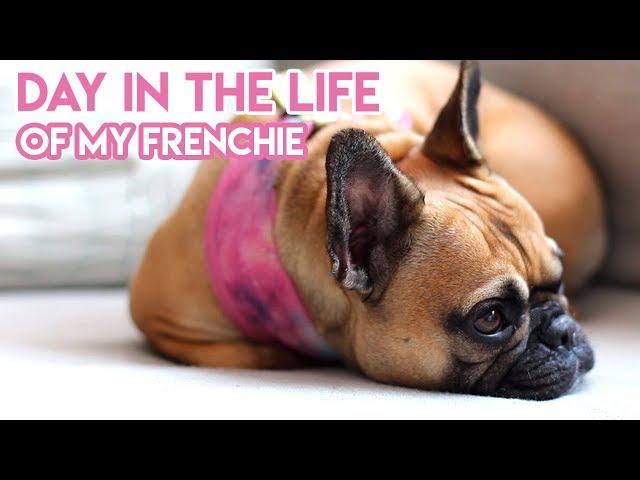 DAY IN THE LIFE OF MY FRENCH BULLDOG