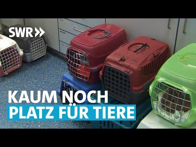 Tierheim am Limit – wenn Haustiere zum Luxus werden | Made in Südwest