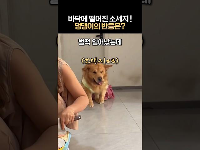 바닥에 떨어진 소세지를 본 댕댕이의 반응은? #아싸내꺼다