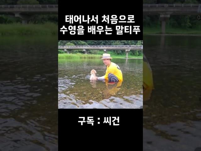 강아지가 수영을 배우면 #강아지 #강아지일상 #강아지브이로그 #강아지산책 #강아지쇼츠 #강아지산책훈련 #shorts #수영 #수영천재 #수영하는강아지 #수영배우기