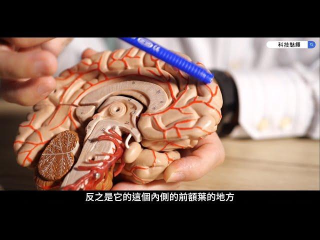 腦科學剖析｜科學家看大腦中的杏仁核如何左右我們的情緒問題！