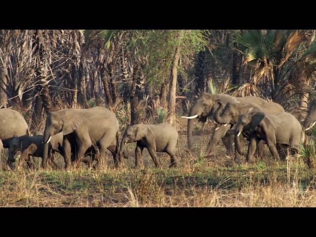 Selection for Tuskless Elephants | HHMI BioInteractive Video