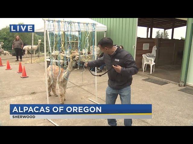 On the Go with Joe at Alpacas of Oregon